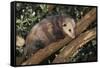 Virginia Opossum in Tree-DLILLC-Framed Stretched Canvas