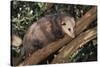 Virginia Opossum in Tree-DLILLC-Stretched Canvas