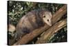 Virginia Opossum in Tree-DLILLC-Stretched Canvas