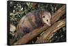 Virginia Opossum in Tree-DLILLC-Framed Stretched Canvas