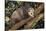 Virginia Opossum in Tree-DLILLC-Stretched Canvas