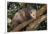 Virginia Opossum in Tree-DLILLC-Framed Photographic Print