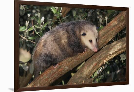 Virginia Opossum in Tree-DLILLC-Framed Photographic Print