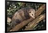 Virginia Opossum in Tree-DLILLC-Framed Photographic Print