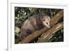 Virginia Opossum in Tree-DLILLC-Framed Photographic Print