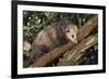 Virginia Opossum in Tree-DLILLC-Framed Photographic Print