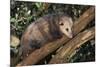 Virginia Opossum in Tree-DLILLC-Mounted Photographic Print