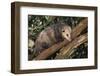 Virginia Opossum in Tree-DLILLC-Framed Photographic Print