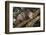 Virginia Opossum in Tree-DLILLC-Framed Photographic Print