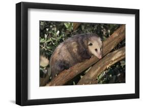 Virginia Opossum in Tree-DLILLC-Framed Photographic Print