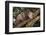 Virginia Opossum in Tree-DLILLC-Framed Photographic Print