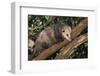 Virginia Opossum in Tree-DLILLC-Framed Photographic Print