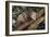 Virginia Opossum in Tree-DLILLC-Framed Photographic Print