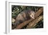 Virginia Opossum in Tree-DLILLC-Framed Photographic Print