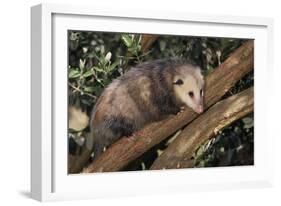 Virginia Opossum in Tree-DLILLC-Framed Photographic Print