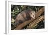 Virginia Opossum in Tree-DLILLC-Framed Photographic Print