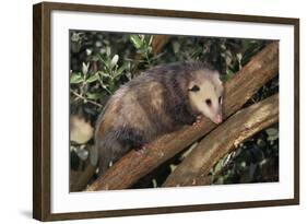 Virginia Opossum in Tree-DLILLC-Framed Photographic Print