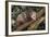 Virginia Opossum in Tree-DLILLC-Framed Photographic Print