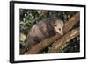 Virginia Opossum in Tree-DLILLC-Framed Photographic Print