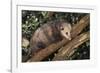 Virginia Opossum in Tree-DLILLC-Framed Photographic Print