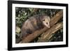 Virginia Opossum in Tree-DLILLC-Framed Photographic Print