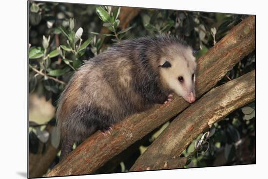 Virginia Opossum in Tree-DLILLC-Mounted Photographic Print