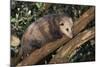 Virginia Opossum in Tree-DLILLC-Mounted Photographic Print