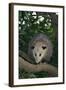 Virginia Opossum in Tree-DLILLC-Framed Photographic Print