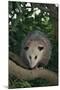 Virginia Opossum in Tree-DLILLC-Mounted Photographic Print