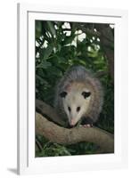 Virginia Opossum in Tree-DLILLC-Framed Photographic Print