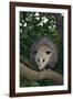 Virginia Opossum in Tree-DLILLC-Framed Photographic Print