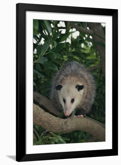 Virginia Opossum in Tree-DLILLC-Framed Photographic Print