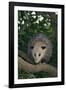 Virginia Opossum in Tree-DLILLC-Framed Photographic Print