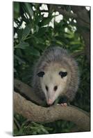 Virginia Opossum in Tree-DLILLC-Mounted Photographic Print