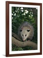 Virginia Opossum in Tree-DLILLC-Framed Photographic Print