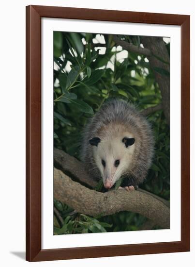 Virginia Opossum in Tree-DLILLC-Framed Photographic Print