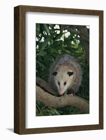 Virginia Opossum in Tree-DLILLC-Framed Photographic Print