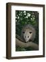 Virginia Opossum in Tree-DLILLC-Framed Photographic Print