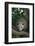 Virginia Opossum in Tree-DLILLC-Framed Photographic Print