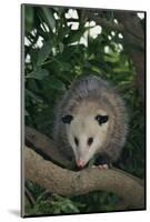 Virginia Opossum in Tree-DLILLC-Mounted Photographic Print