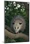 Virginia Opossum in Tree-DLILLC-Mounted Photographic Print