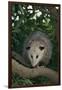 Virginia Opossum in Tree-DLILLC-Framed Photographic Print