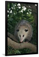 Virginia Opossum in Tree-DLILLC-Framed Photographic Print