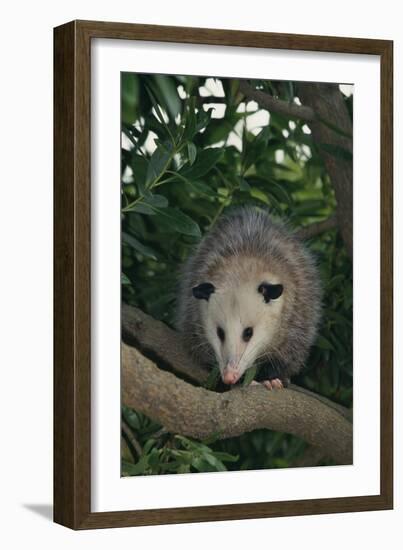 Virginia Opossum in Tree-DLILLC-Framed Photographic Print