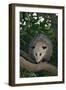 Virginia Opossum in Tree-DLILLC-Framed Photographic Print