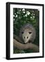 Virginia Opossum in Tree-DLILLC-Framed Photographic Print