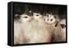 Virginia Opossum Young on Mother's Back-null-Framed Stretched Canvas