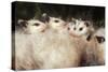 Virginia Opossum Young on Mother's Back-null-Stretched Canvas