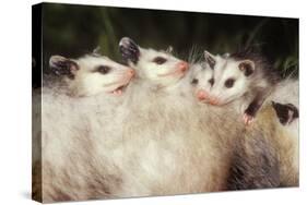 Virginia Opossum Young on Mother's Back-null-Stretched Canvas