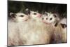 Virginia Opossum Young on Mother's Back-null-Mounted Premium Photographic Print